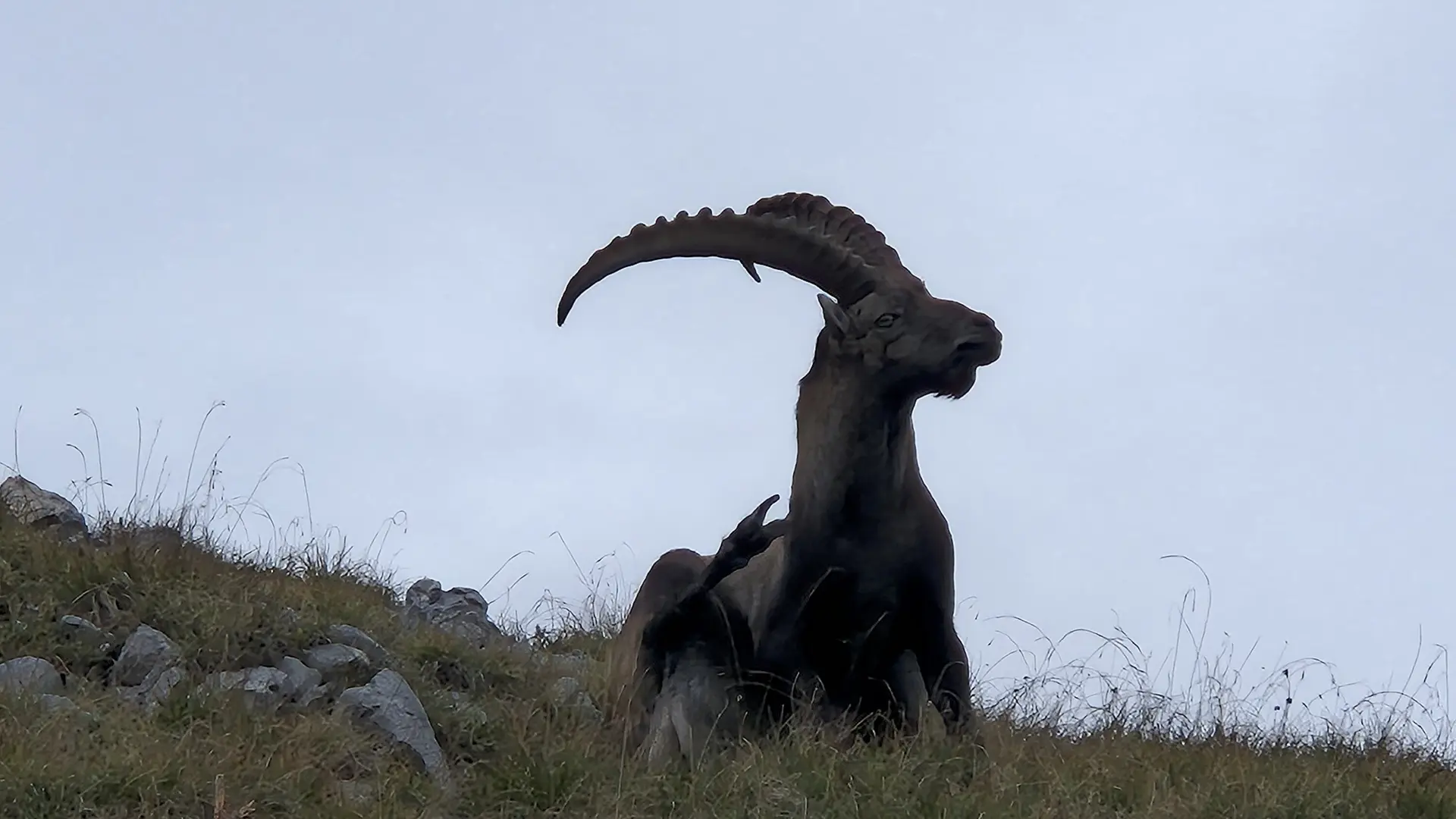 © Manfred Stegmiller