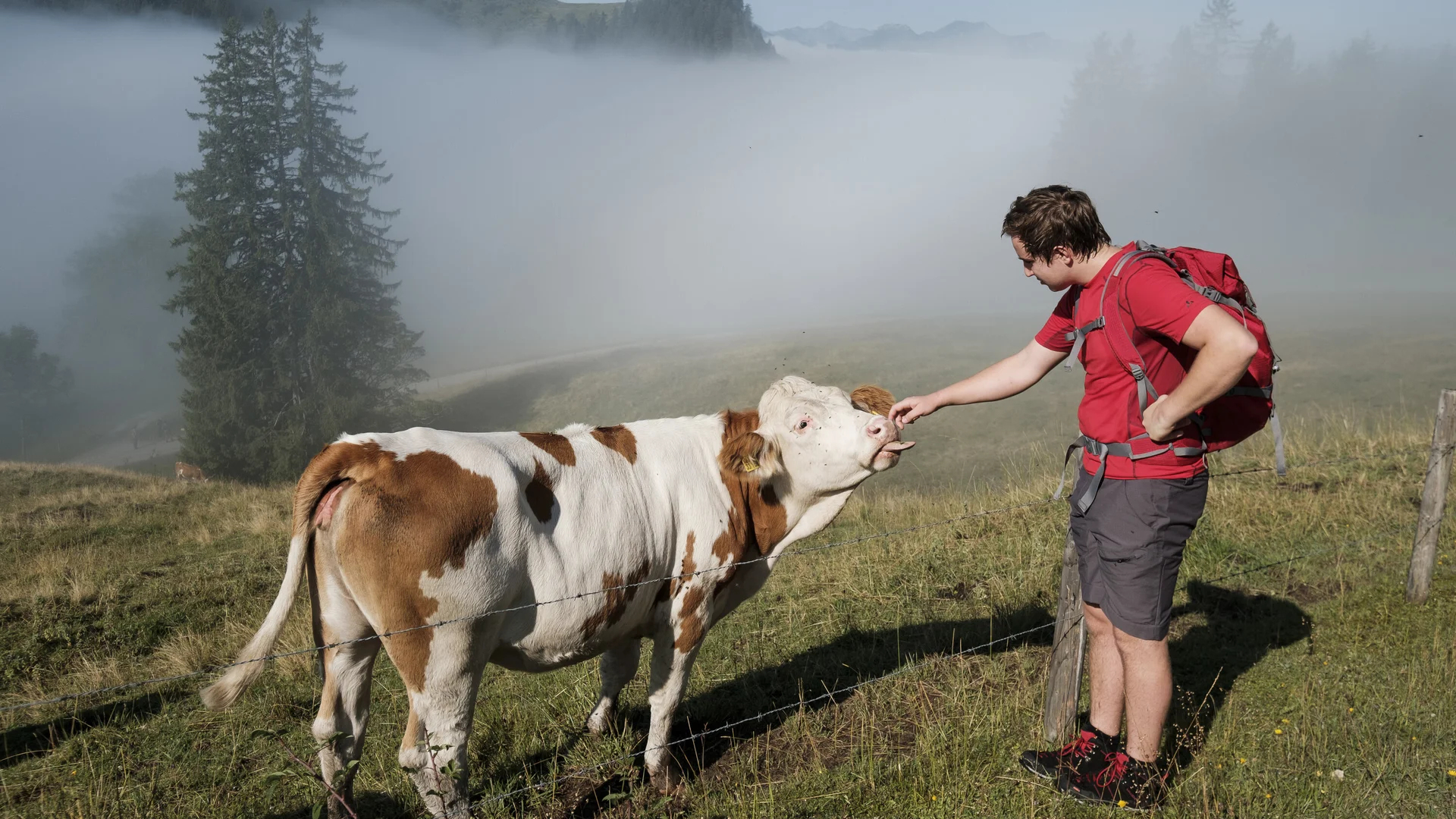 Ein Mann streichelt eine Kuh | © DAV/Hans Herbig