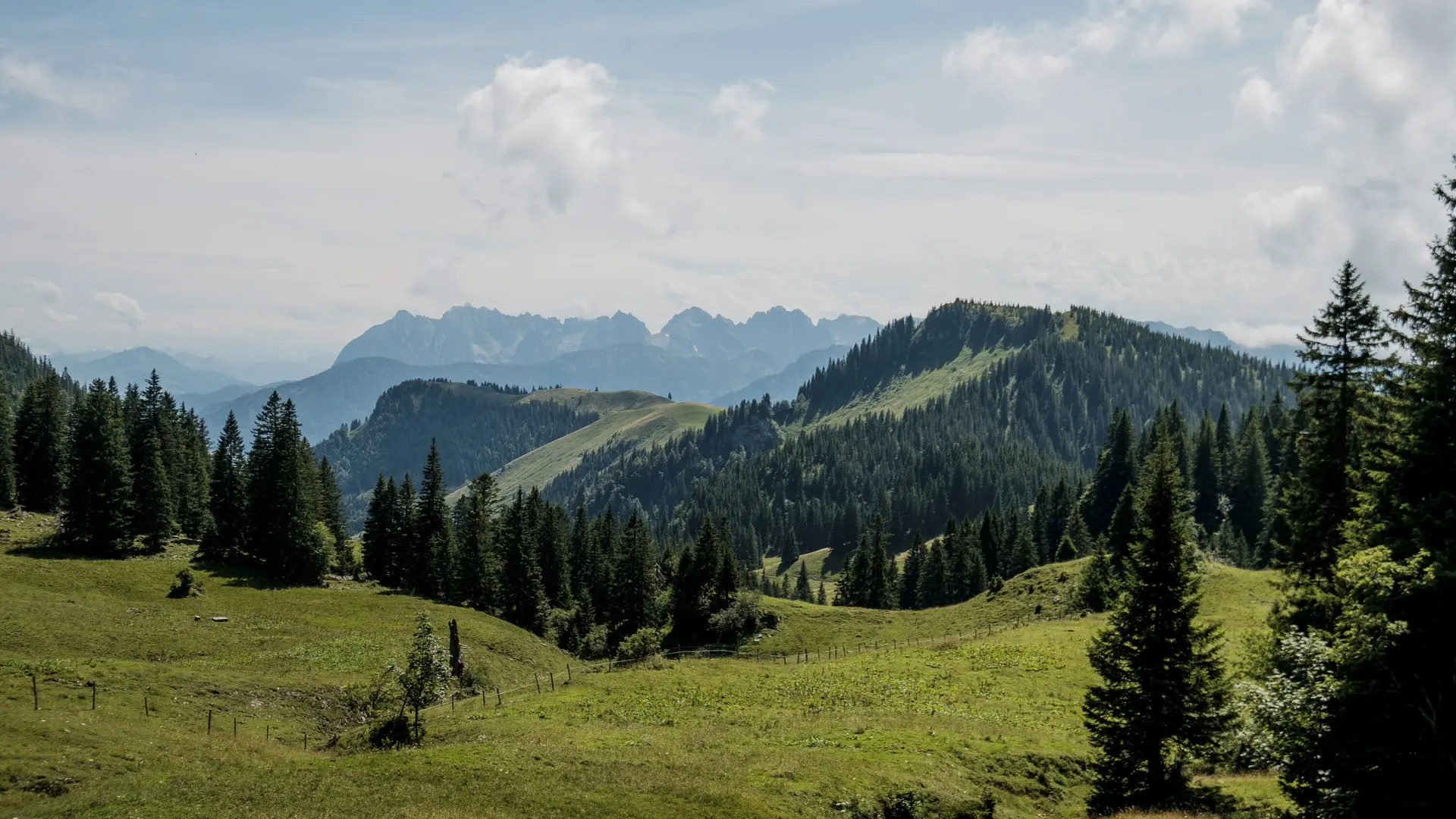 Bergwiesen in den Chiemgauer Alpen | © DAV/Hans Herbig