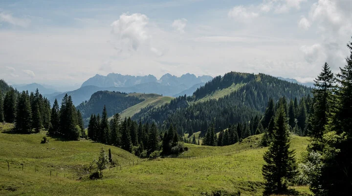 Bergwiesen in den Chiemgauer Alpen | © DAV/Hans Herbig