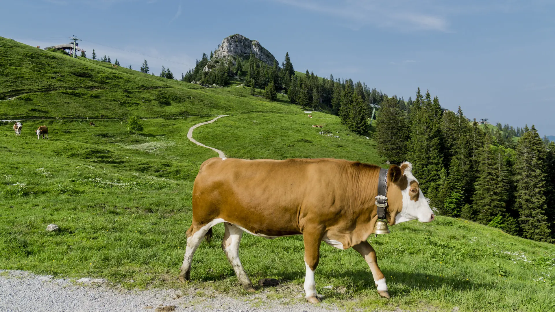 Eine Kuh in den Chiemgauer Alpen | © DAV/Hans Herbig