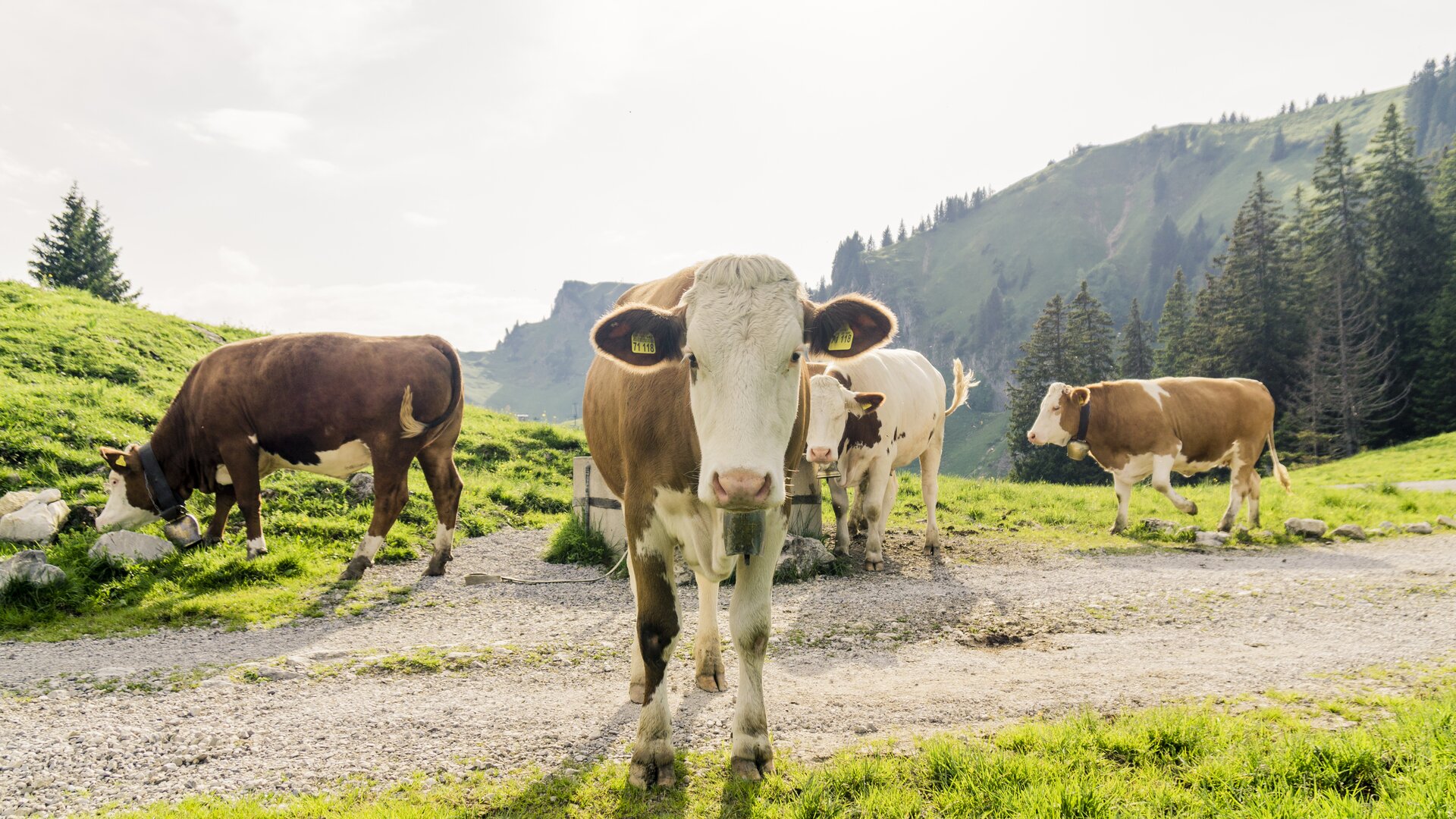 Wandern im Chiemgau | © DAV/Hans Herbig Kühe in den Chiemgauer Alpen | © DAV/Hans Herbig