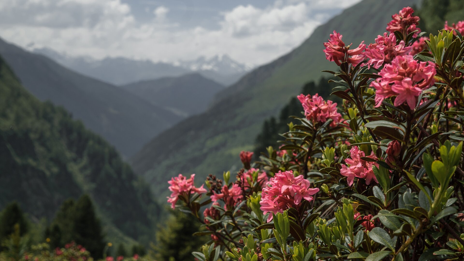 Alpenrose | © DAV/Marcel Dambon Pflanzen in den Bergen nahe der Geraerhütte: Alpenrose | © DAV/Marcel Dambon