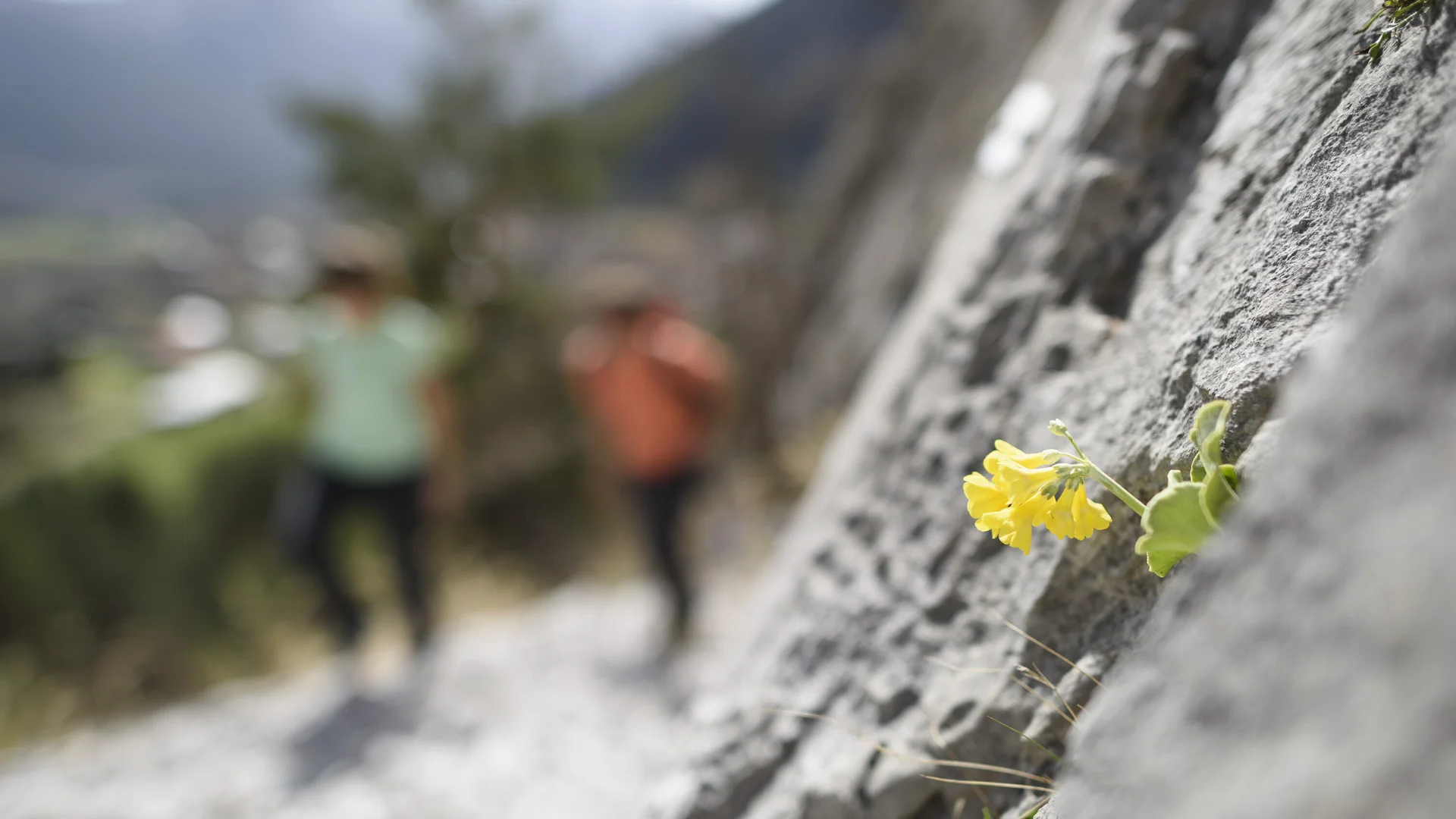 Gemeinsame Wanderung | © DAV/Wolfgang Ehn Eine unscharfe Wandergruppe, im Vordergrund eine gelbe Blüte | © DAV/Wolfgang Ehn