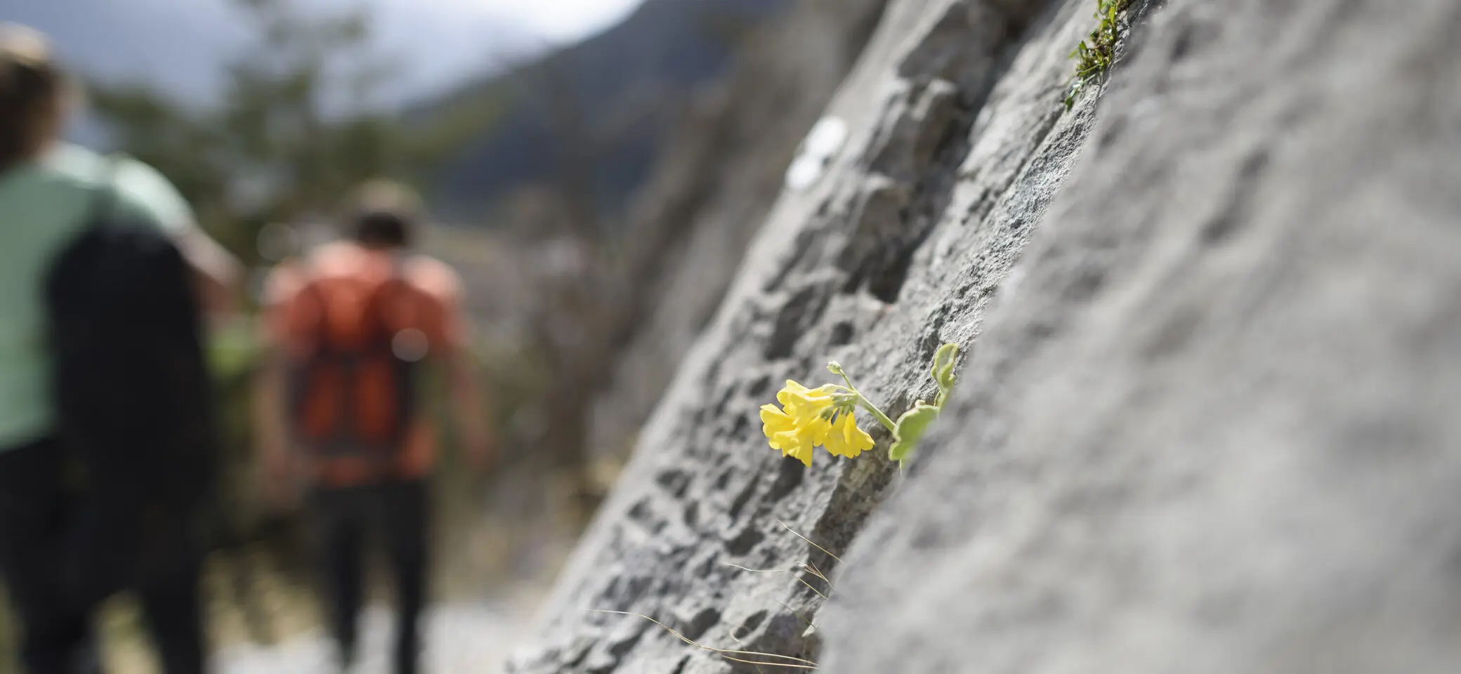 Eine unscharfe Wandergruppe, im Vordergrund eine gelbe Blüte | © DAV/Wolfgang Ehn