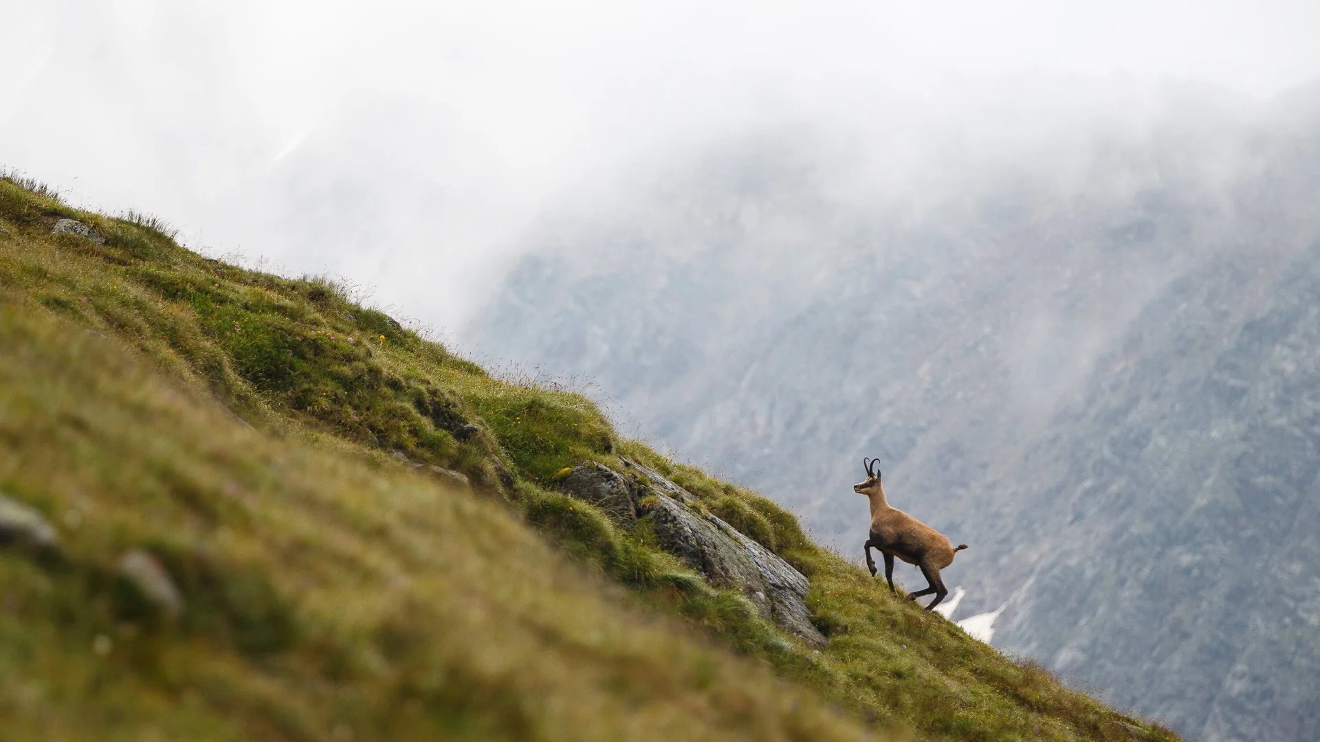 Gemse auf einem Beghügel | © DAV/Marco Kost Eine Gemse auf einem grünen Beghügel | © DAV/Marco Kost